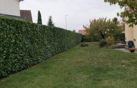 taille de haie a Genas photo apres