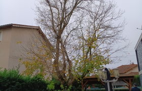 Élagage d'Arbres