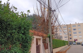 Élagage d'Arbres
