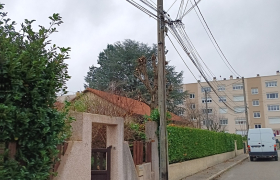 Élagage d'Arbres