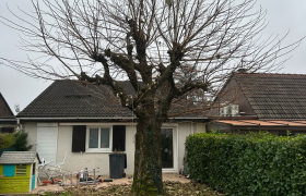 Élagueur à Meyzieu – Élagage 