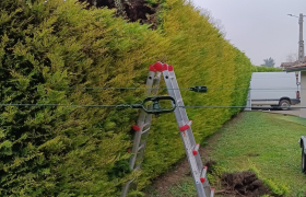  rabattage d'une haie de cyprès 