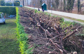  rabattage d'une haie de cyprès 